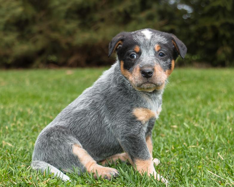 CattleDogPuppies