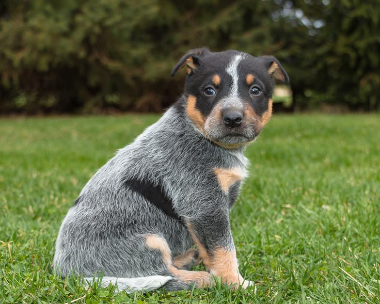 CattleDogPuppies